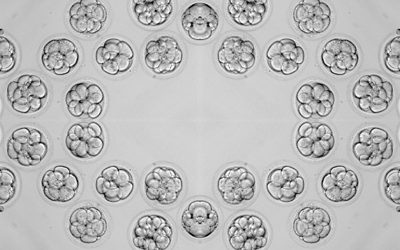 ¿Cómo se clasifican los embriones? Tipos de embriones y diferencias